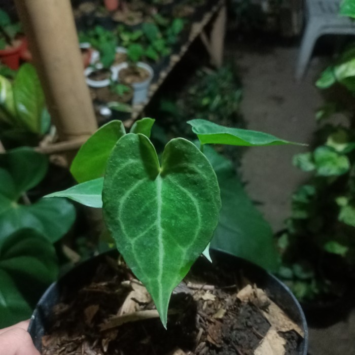 MUST HAVE ANTHURIUM QUEEN CLARINERVIUM TERMURAH