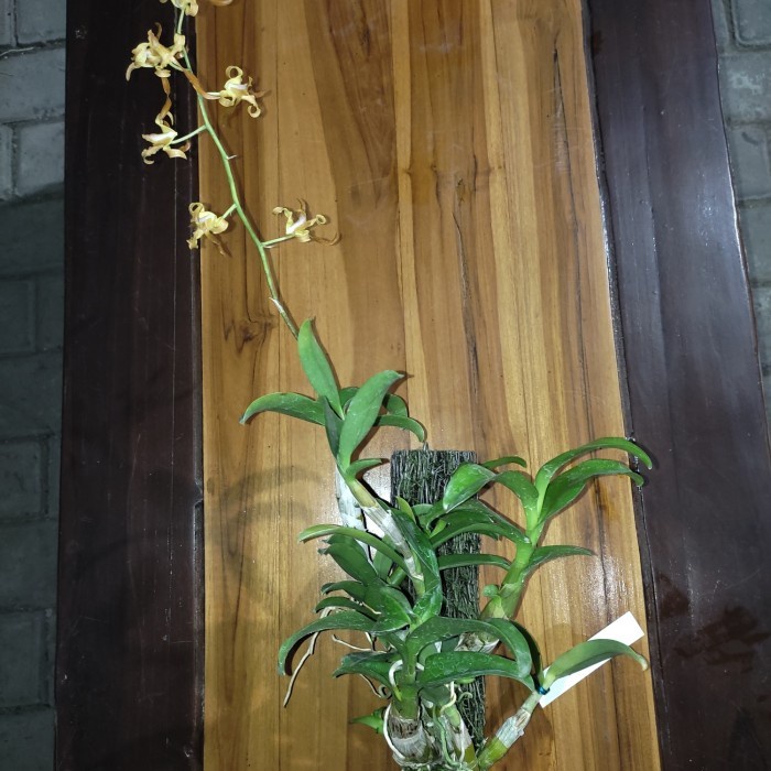 PROMO DENDROBIUM TANGERINUM TERLARIS