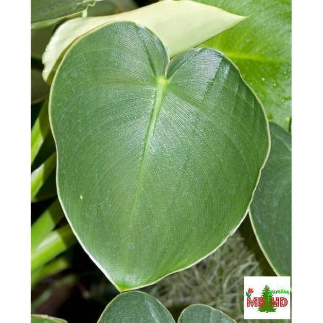 PROMO TANAMAN HIAS PHILODENDRON RUGOSUM PHILO PIGSKIN TERBARU