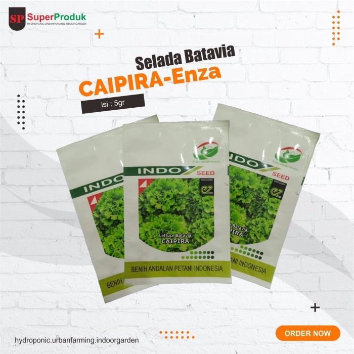 DISKON SPESIAL BENIH SELADA BATAVIA CAIPIRA - LETTUCE BATAVIA CAIPIRA 5GR TERLARIS