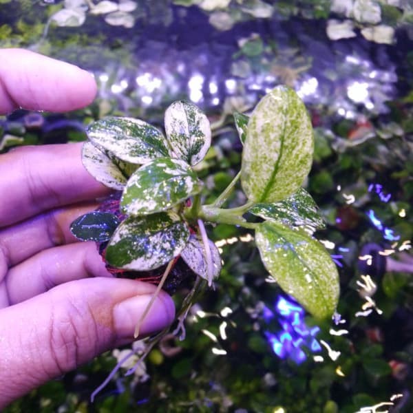 FLASH SALE!!! ANUBIAS NANA PINTO MOTHER PLANT FULL DAUN AIR TERLARIS