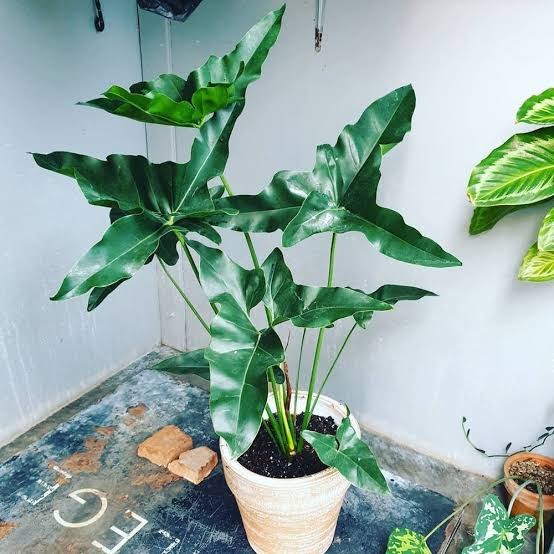 DISKON SPESIAL PHILODENDRON ANGELA/PHILODENDRON MERCY/PHILO ANGELA/PHILO MERCY TERMURAH