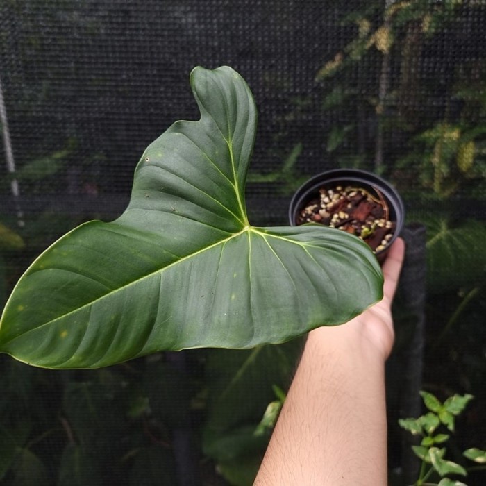 DISKON SPESIAL PHILODENDRON LUPINUM MATURE / PHILODENDRON LUPINUM TERLARIS