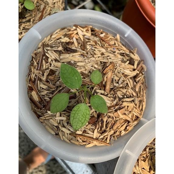 MUST HAVE BABY ANTHURIUM LIDAH GAJAH - ANTHURIUM WAROCQUEANUM TERLARIS