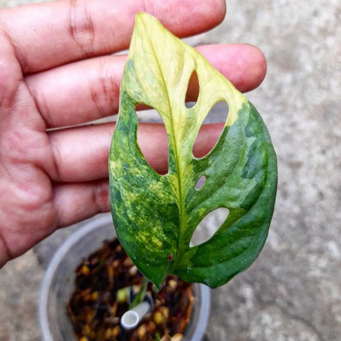 MUST HAVE!! MONSTERA ADANSONII VARIEGATA YELLOW / JANBOL JEPANG YELLOW TERLARIS