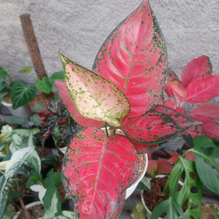 DISKON SPESIAL PAKET 2 AGLO KOCHIN TEMBAGA DAN RED KING TERMURAH