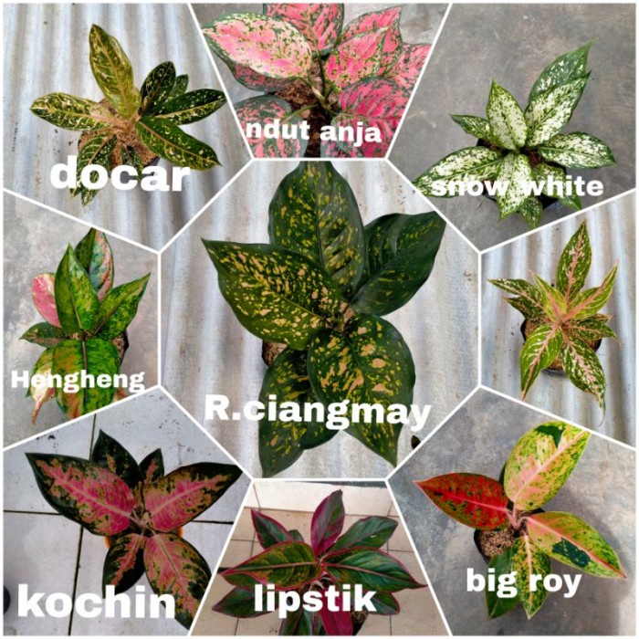 DISKON SPESIAL PAKET 9 JENIS TANAMAN HIAS AGLONEMA TERLARIS