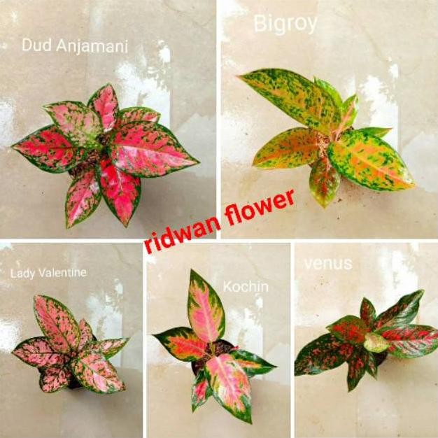 PROMO PAKET 5 BATANG BUNGA AGLONEMA MURAH TERLARIS