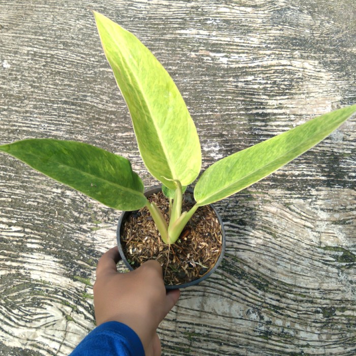 DISKON SPESIAL PHILODENDRON GOLDIANA ORI DOMESTICUM GOLDEN ASLI TERMURAH
