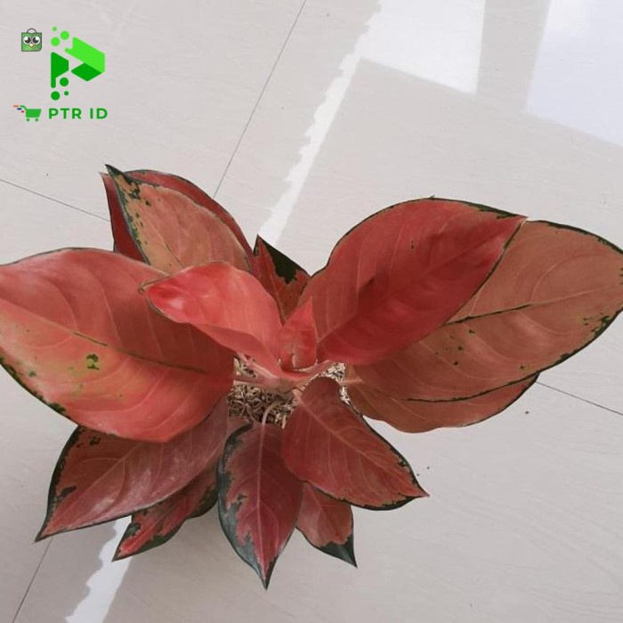 HOT SALE PTR TANAMAN HIAS AGLAONEMA KOCHIN TEMBAGA INDUKAN / AGLONEMA KOCIN TERLARIS