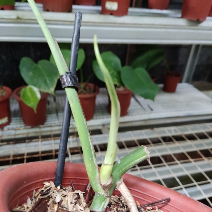 HOT SALE IS MONSTERA VARIGATA - MONSTERA VARIGATA - MONVAR EKONOMIS (REAL PIC) TERMURAH