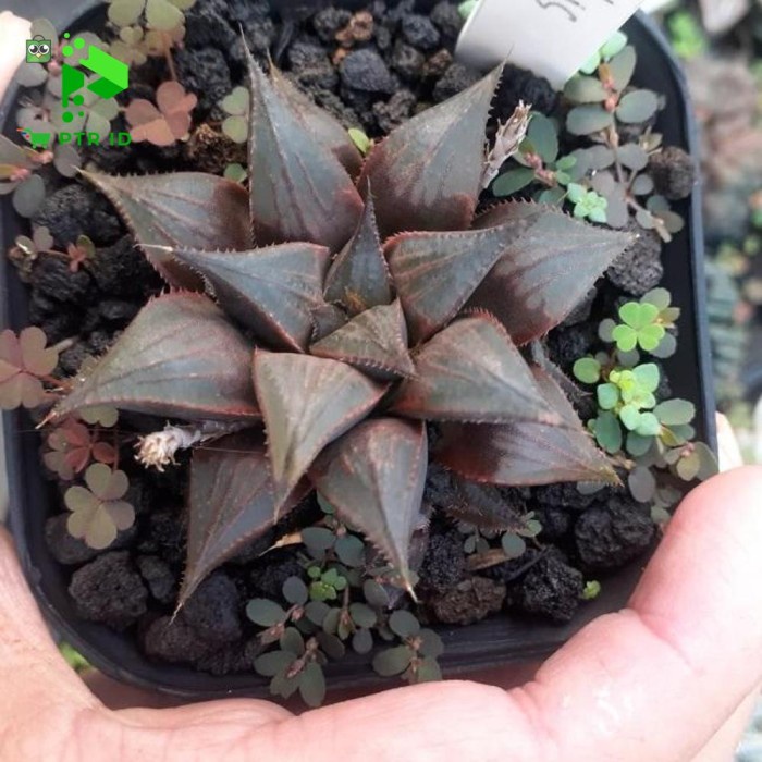 FLASH SALE PTR HAWORTHIA COKLAT IMPORT 02 TERLARIS