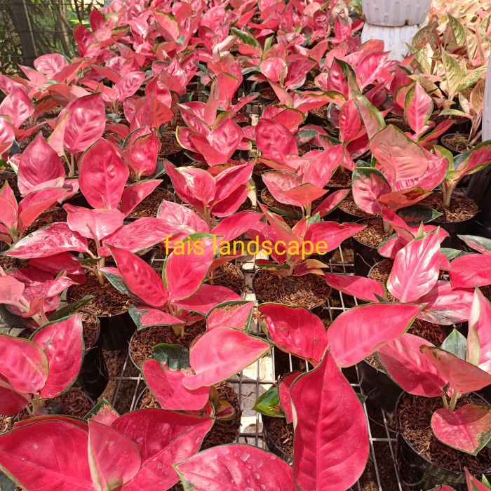 MUST HAVE AGLONEMA SUKSOM JAIPONG IMPORT + POT TERLARIS