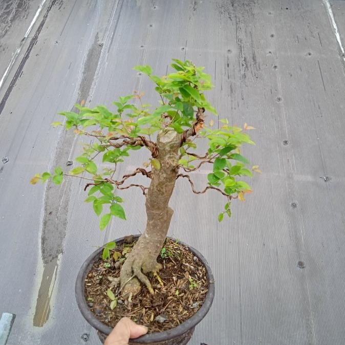 FLASH SALE TERJANGKAU BONSAI ANGGUR BRAZIL BONGGOLAN TERLARIS