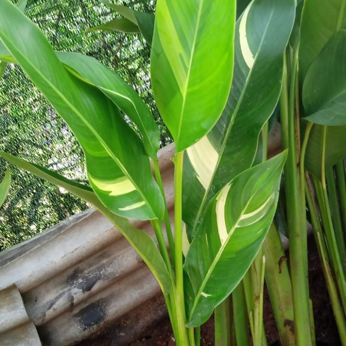 FLASH SALE PAKET 10 POLYBAG PISANG HELICONIA VARIGATA GOLDEN TERBARU