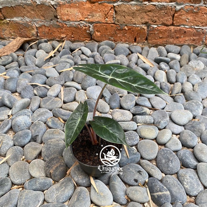 DISKON SPESIAL ALOCASIA PINK DRAGON TERBARU