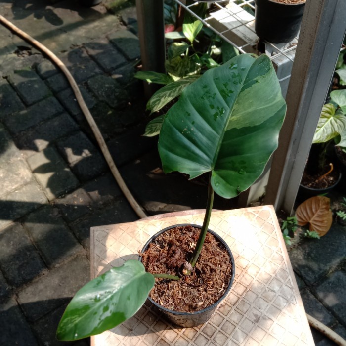 HOT SALE PHILODENDRON JUNGLE FEVER VARIEGATA RARE ITEM TERLARIS