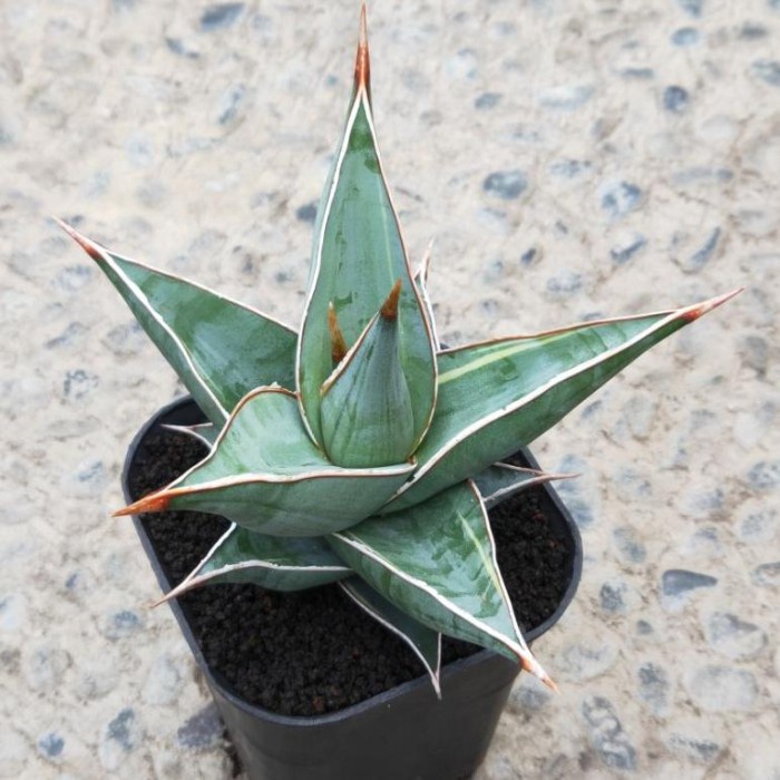 MUST HAVE TERLARIS SANSEVIERIA PINGUICULA VARIGATA PINGGIR REMAJA MURAH TERMURAH