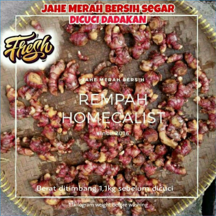 

☈Terupdate✿ JJRBA Jahe Merah Bersih 1kg dicuci dadakan / jahe merah segar / Jahe Merah Asli / Jahe Merah Fresh P47 →Promo