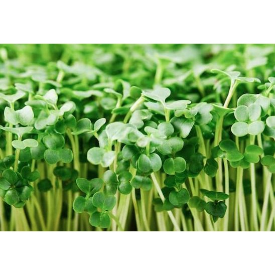

Terbaru Broccoli 10Gr
