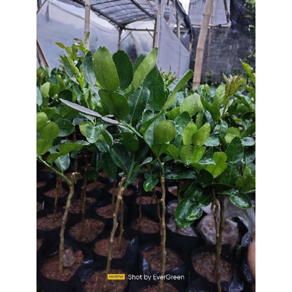 Bibit Jeruk Purut Okulasi Super Benih jeruk purut