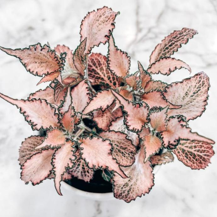 Terbaru Tanaman Hias Fittonia Pink Impor / Fittonia Frankie Import