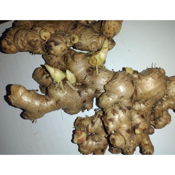 

{{{{}}] jahe gajah/jahe putih 1kg