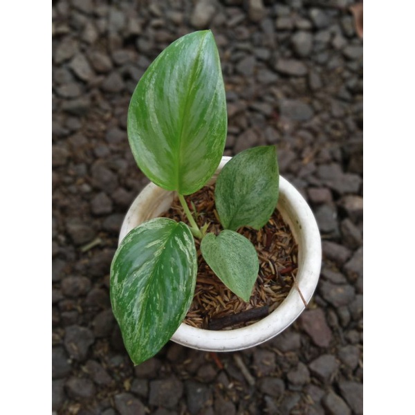 pohon secindapsus trubi Moonlight varigata min