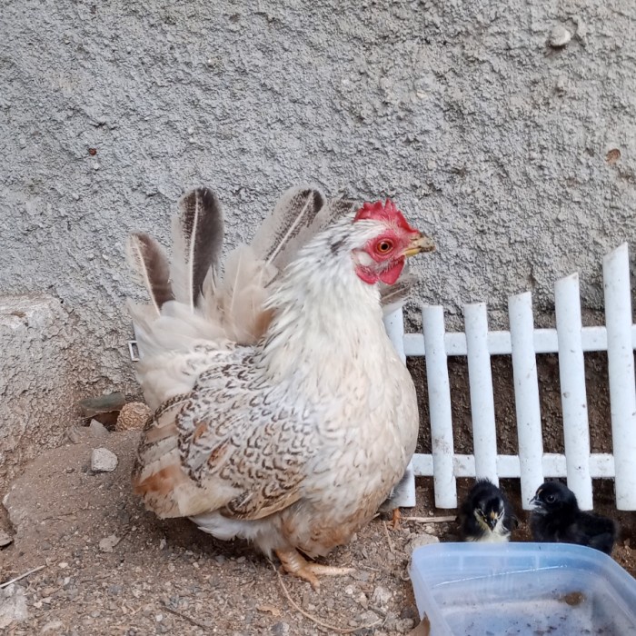 Terlaris Ayam Kate Betina Ceper Super Istimewa