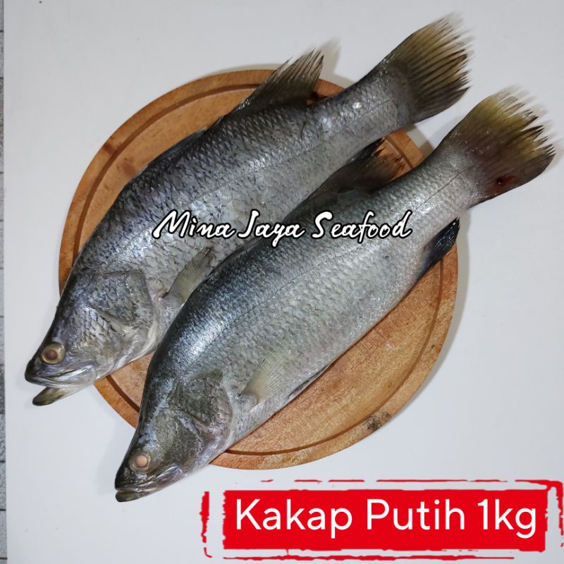 

Ikan Kakap Putih / Barramundi 1KG / FREE SUDAH DIBERSIHKAN