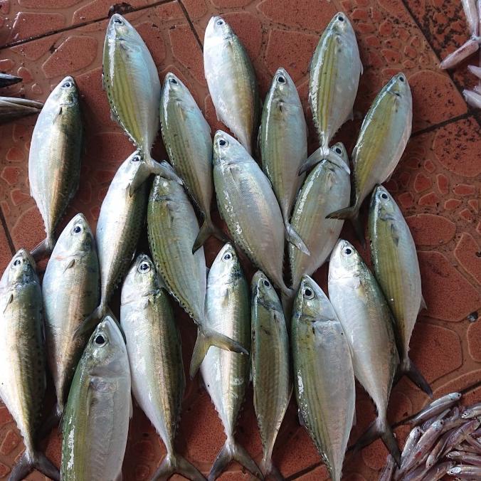 

ikan kembung banjar fresh harian 1kg