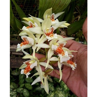 Best Seller Coelogyne Asperata *Edisi Promosi*