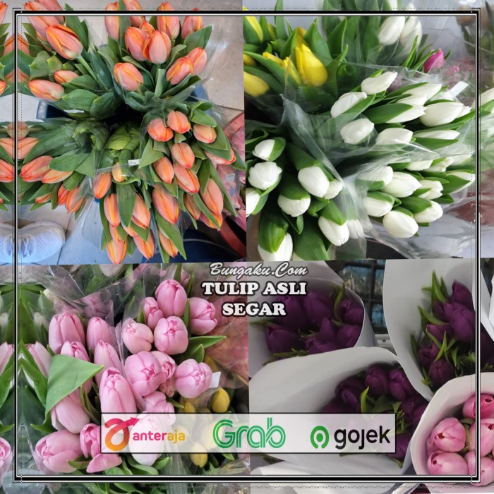 Best Seller Bunga Tulip / Bunga Tulip Segar Asli / Bunga Tulip Fresh