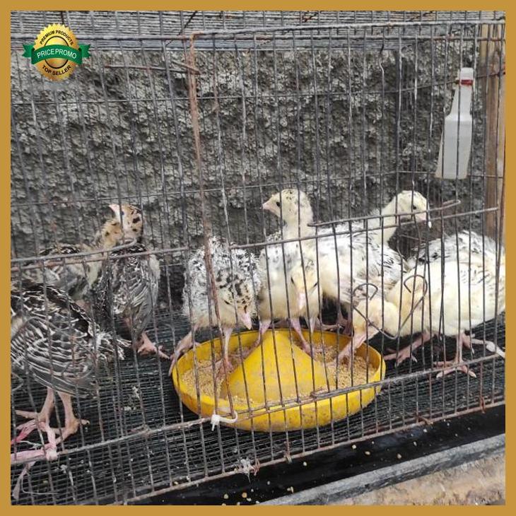 Ayam Kalkun Anakan super sehat lincah aktif Garansi Asli yenniarianti_