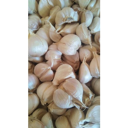 

Bawang kating