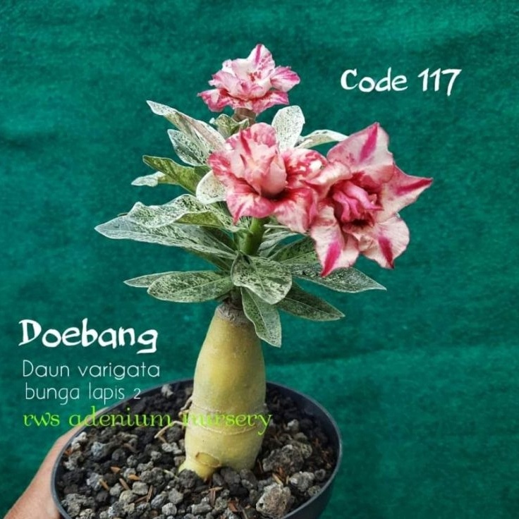 Ready Stok NAT ADENIUM VARIGATA HASIL GRAFTINGA SIZE A ❉ ★★★