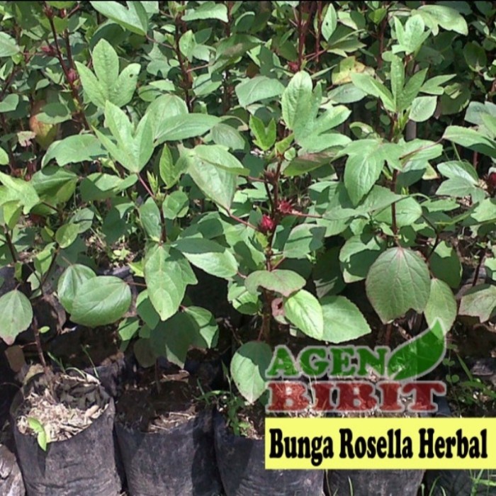 bibit tanaman bunga Rosella merah - pohon bunga Rosella merah