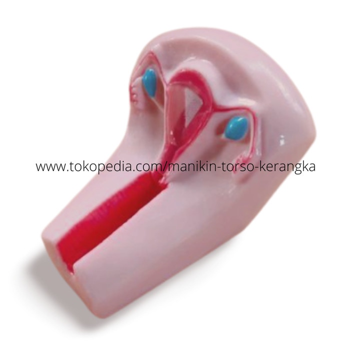 [PRODUSEN] UTERUS / RAHIM / ALAT PERAGA / PHANTOM / MANEKIN / SILICONE