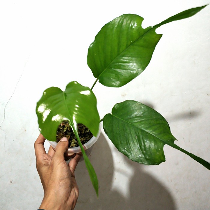 TANAMAN HIAS EPIPREMNUM SKELETON KEY ORIGINAL