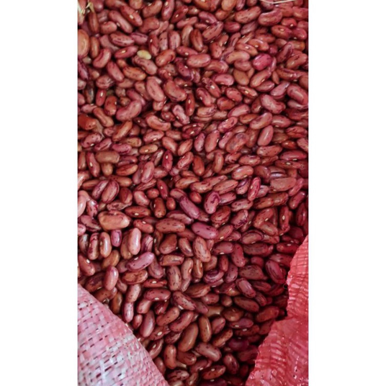 

GQSC7263 COD✔ Kacang Merah / Kacang Jogo 1 KG Ukuran Besar Premium Dijamin Fresh!!!