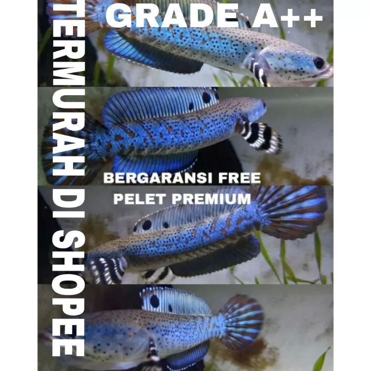 DLGF9964 HOT Channa Blue Pulchra 8-10Cm Grade A+ Sortiran Progres