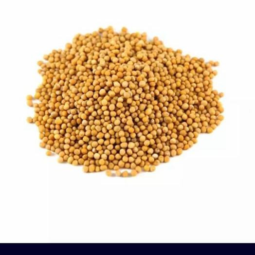 

Produk Unggulan] YELLOW MUSTARD SEEDS / BIJI SAWI/ 100 GRAM