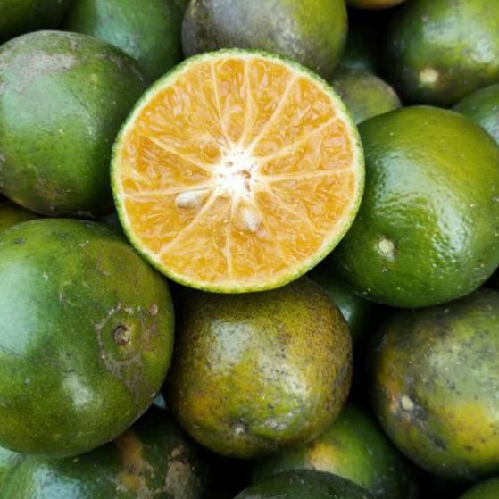 

[KODE 1920] JERUK PERAS SIAM HARGA GROSIR TERMURAH - SUKABUAH