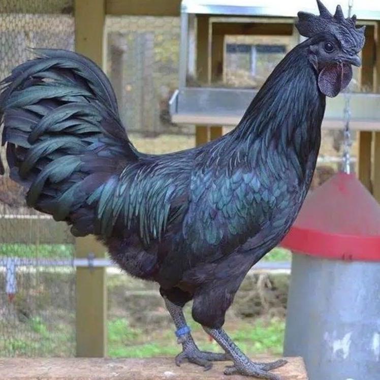 

12.12 MALL telur ayam cemani lidah hitam