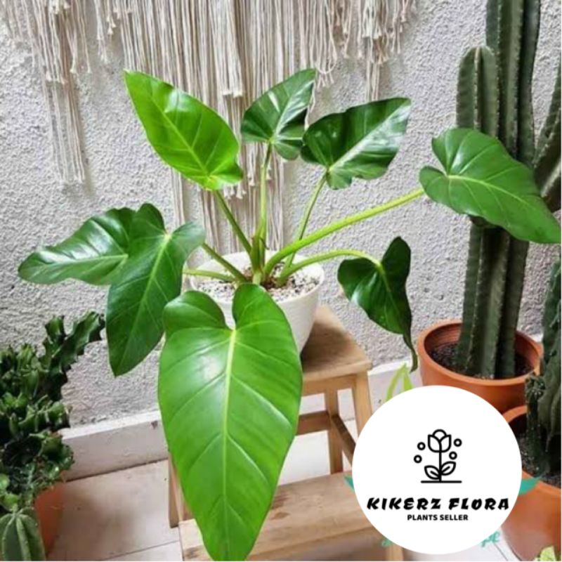 TANAMAN HIAS PHILODENDRON MARBEL