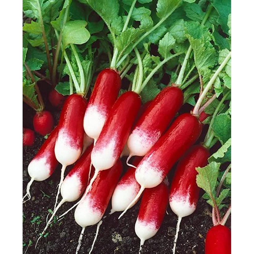 Benih Bibit Biji - Lobak Radish French Breakfast 3 Raphanus sativus Seeds - IMPORT