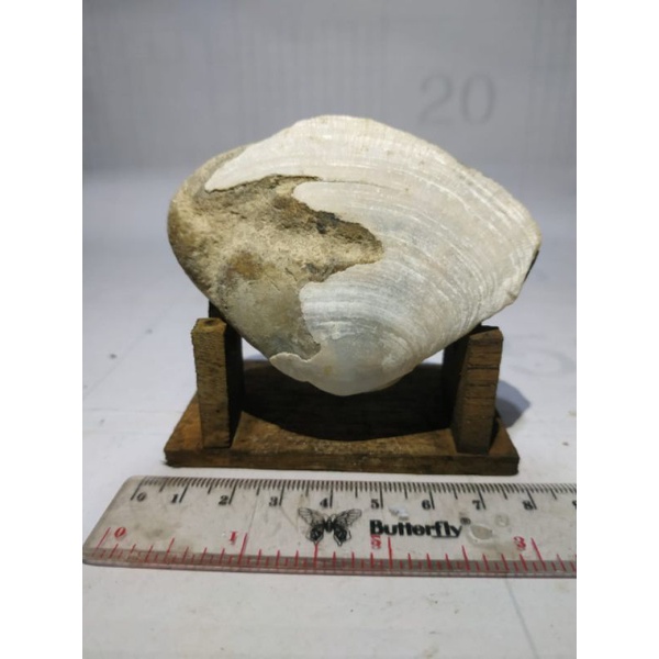 batu fosil kerang putih asli alam