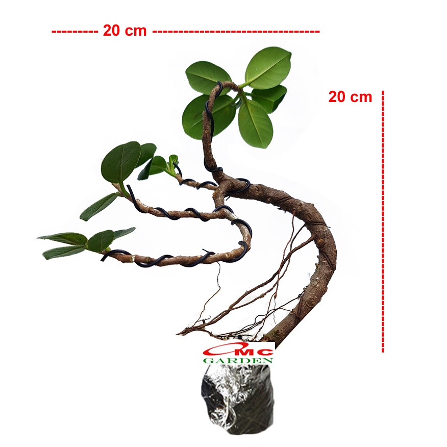 Bonsai Bonsae Mame Beringin Korea Mini Dolar Tanaman Hias Pohon B-BK-005