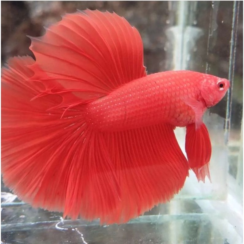 Ikan cupang Halfmoon super red