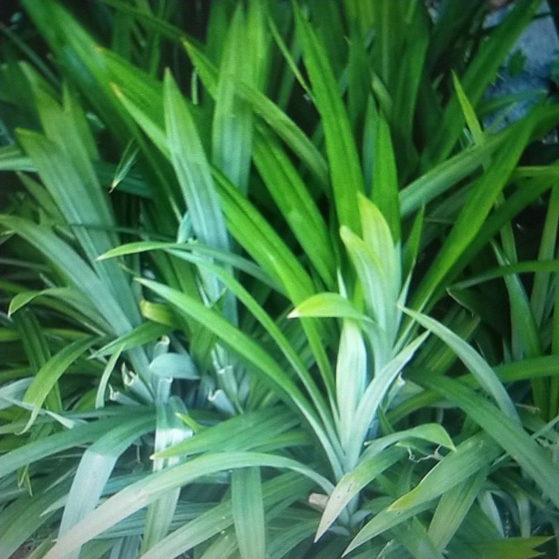 

Organik Daun Pandan / Pandan Leaves (10 Lembar)